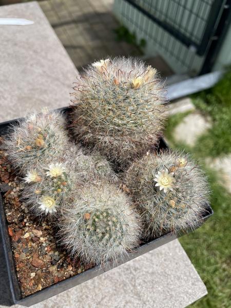 Mammillaria bocasana